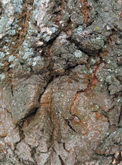 Old oak bark texture close-up b