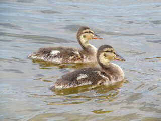 Cute wild ducklings swim in the water near the shore. Little baby ducklings near a lake, pond or riwer on a sunny day.