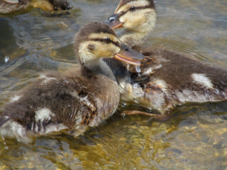 Cute wild ducklings swim in the water near the shore. Little baby ducklings near a lake, pond or riwer on a sunny day.