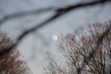 代々木公園の散歩