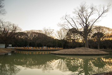 代々木公園の散歩