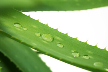 Aloe Vera plant and water drops, aloe vera for the production of medicines and cosmetics for the skin, herbal medicine for skin treatment, skin care. Herb in nature