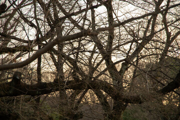 代々木公園の散歩