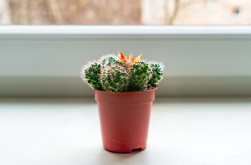 Small green cactus in small orange pot, placed on the  white windowsill