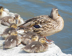 Family of wild ducks resting on the shore on a sunny day. Duck mallard female and little baby ducklings near a lake, pond or riwer.