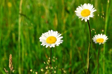Chamomile flowers in the summer  on the grass. Closeup selective focus. 