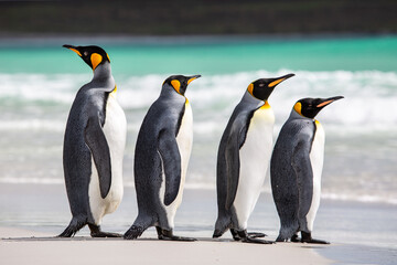 A waddle of king penguins at Volunteer Point, Falkland Islands, deciding whether or not to go for a swim - obrazy, fototapety, plakaty