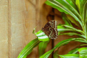 Big colorful butterfly sitting on a green plant