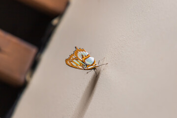 A large colorful butterfly sits on a white wall