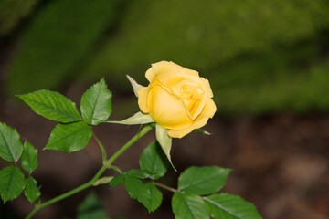 Close-up view of a bright yellow rose blossom in winter