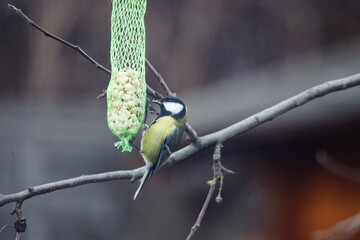 Kleiner Singvogel der zur Art der Meisen gehört