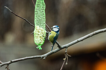 Kleiner lebhafter Singvogel mit blau-gelbem Gefieder und dunklem Augenstreif.