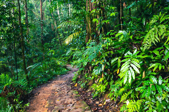 Sri Lanka Rainforest. Path in the jungle. Sinharaja Forest Reserve, Sri Lanka. 