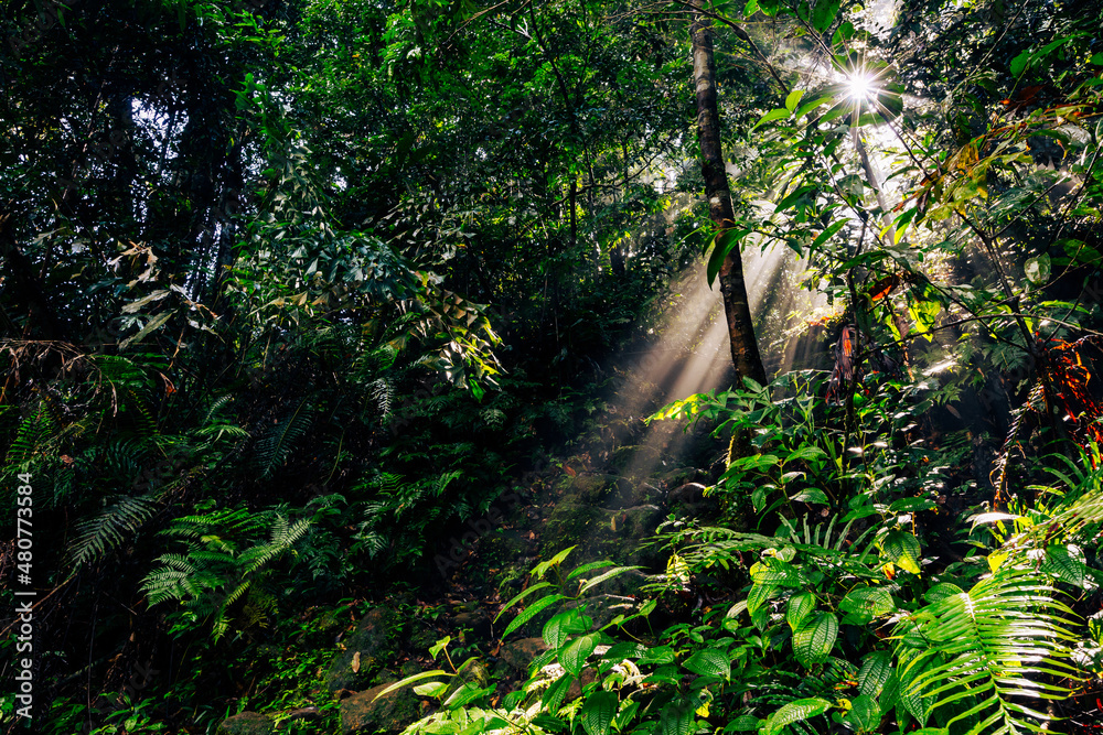 Canvas Prints Sri Lanka Rainforest. Path in the jungle. Sinharaja Forest Reserve, Sri Lanka.  - Canvas Prints