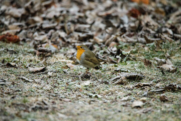 Zutraulicher Singvogel mit brauner Oberseite und orangener Kehle.