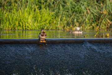 kaczka krzyżówka na wodospadzie © Piotr Zwonik