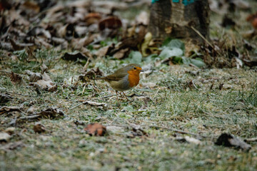 Zutraulicher Singvogel mit brauner Oberseite und orangener Kehle.