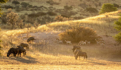 Early morning scene in the Kgalagadi - golden light, springbok and blue wildebeest