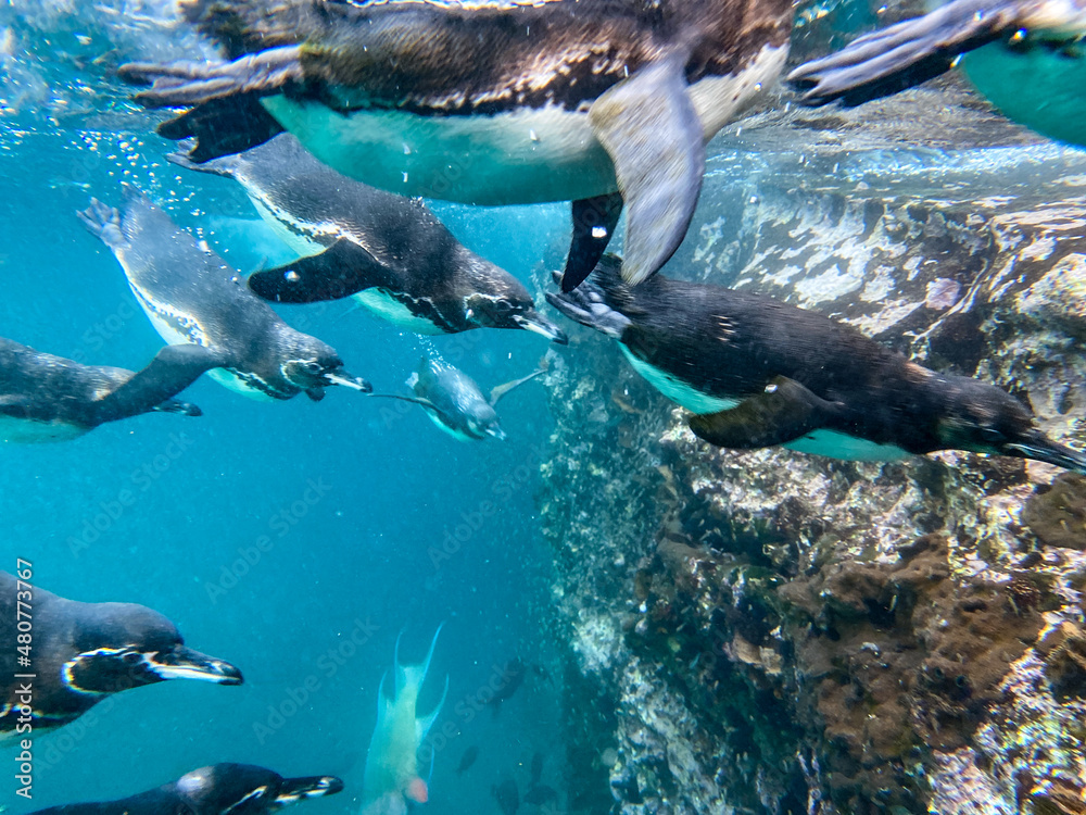 Wall mural galapagos penguins swimming at tagus cove, isabella island