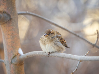 Sparrow sits on a branch without leaves.