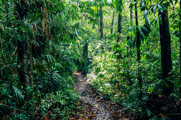 Fototapeta na wymiar Sri Lanka Rainforest. Path in the jungle. Sinharaja Forest Reserve, Sri Lanka. 