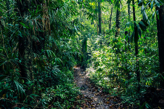 Sri Lanka Rainforest. Path in the jungle. Sinharaja Forest Reserve, Sri Lanka. 