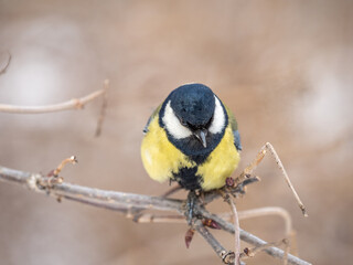 Cute bird Great tit, songbird sitting on a branch without leaves in the autumn or winter.
