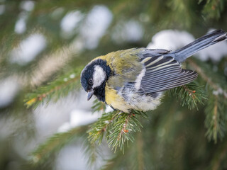 Obraz premium Cute bird Great tit, songbird sitting on the fir branch with snow in winter