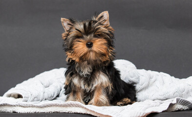 Yorkshire terrier puppy on a gray background