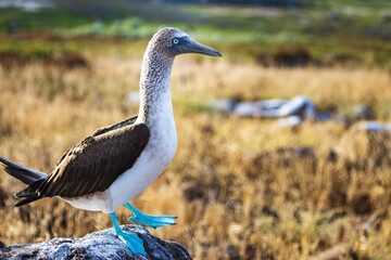 Blue Footed Booby doing his mating dance on North Seymour Island, Galapagos