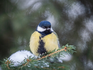 Cute bird Great tit, songbird sitting on the fir branch with snow in winter