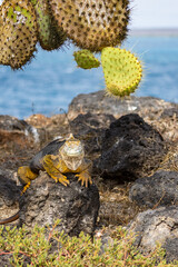 Land iguana resting on a rock, staking his territory in the shade of a prickly pear cactus on South Plaza Island, Galapagos