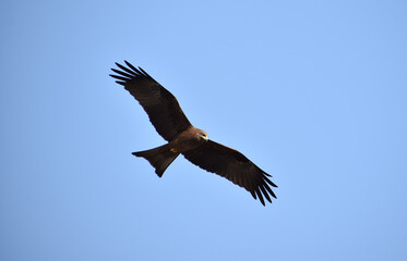 An eagle flying in mid air