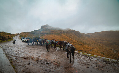 horses in the mountains