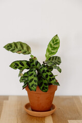 Calathea Prayer Plant Houseplant