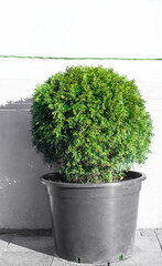 Ball trimmed thuja growing in large plastic pot on street. Big potted green thuya on summer backyard