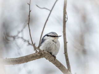 Eurasian nuthatch or wood nuthatch, lat. Sitta europaea, sitting on a tree branch with a blurred background.