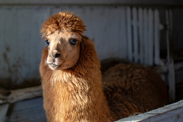 Close up portrait of a brown alpaca, or lama