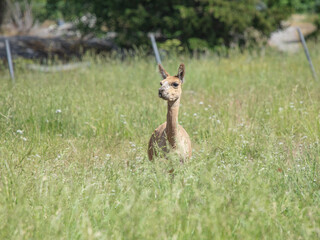Llamas graze on a green meadow on a summer day