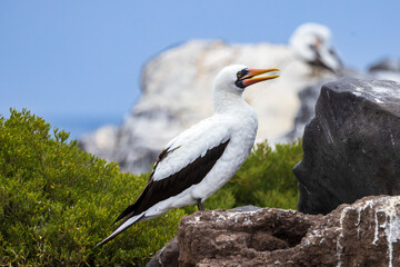 Nazca Booby at Punta Suarez, Espanola Island, Galapagos