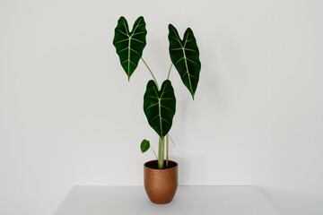 Alocasia Micholitziana ‘Frydek’