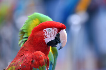 Close up photo of macaw parrots