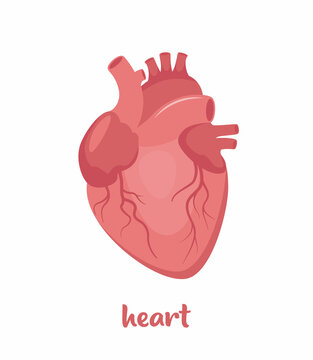 Human heart. The heart with the venous system. Anatomy. Human internal organ. Vector illustration in flat style isolated on white background.