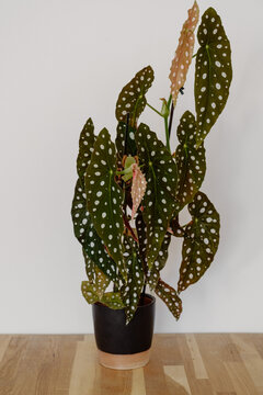 Begonia Maculata - Polka Dot Begonia