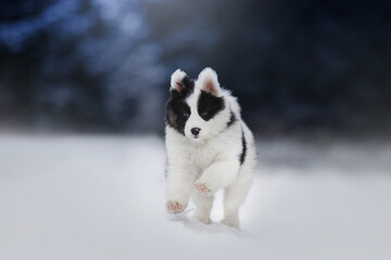 Yakutian Laika puppy in snow
