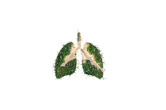 Green and Eco human lungs concept. Green trees shaped like human lungs conceptual image. World health and Environment day concept. World Forestry Day