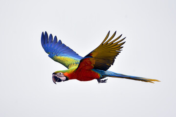 Macaw parrots during a flight