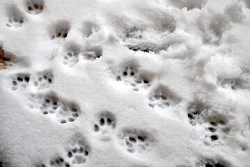 Cat footprints in the snow © Francesca