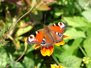 Fototapeta na wymiar peacock butterfly on flower
