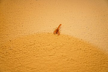A scorpion climbs the wall of a village house in the evening. South of Turkey    